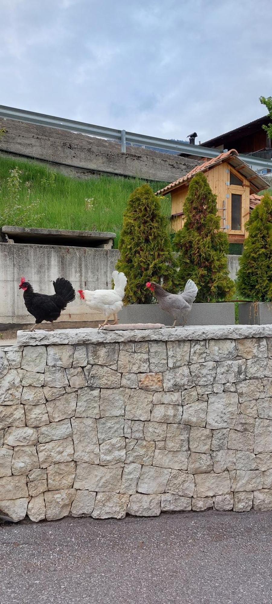 Bed and Breakfast Horse House Romallo Екстер'єр фото